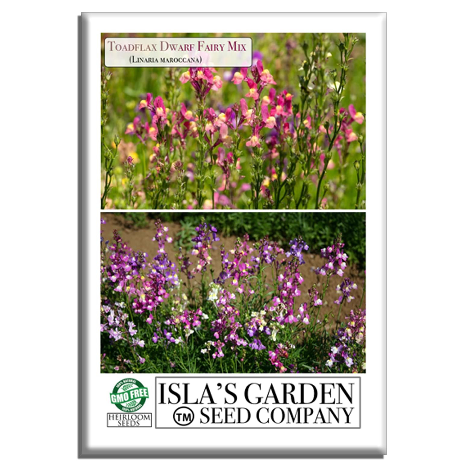 Amazon.com : Toadflax Dwarf Fairy Bouquet Flower Seeds (Linaria